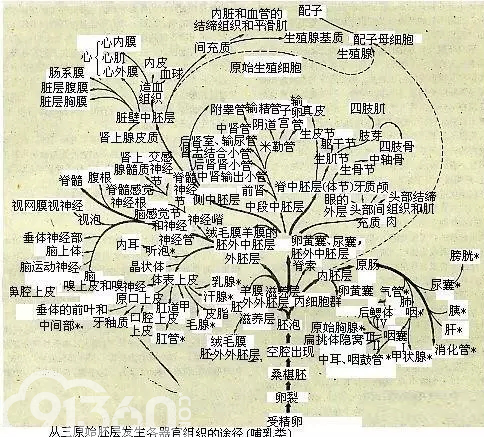 人体细胞