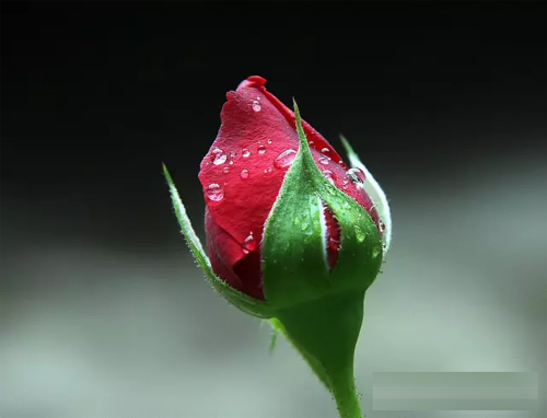 1527334472344211.jpg 201707111026176067.jpg