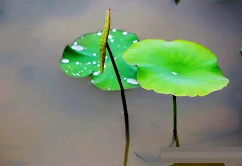 1527334477352215.jpg 201707111026254662.jpg